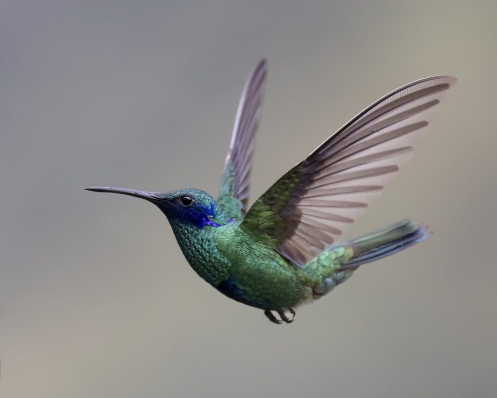 Ecuador_Kolibri_Sparkling Violetear