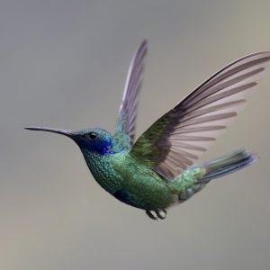 Ecuador_Kolibri_Sparkling Violetear