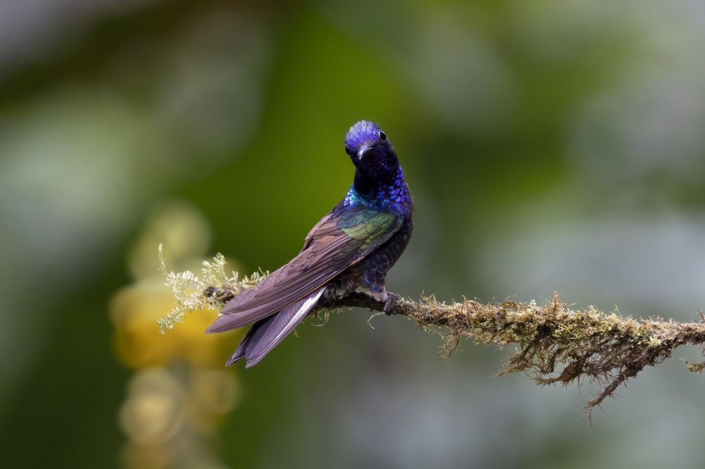 Ecuador_Kolibri_Velvet-purple Coronet