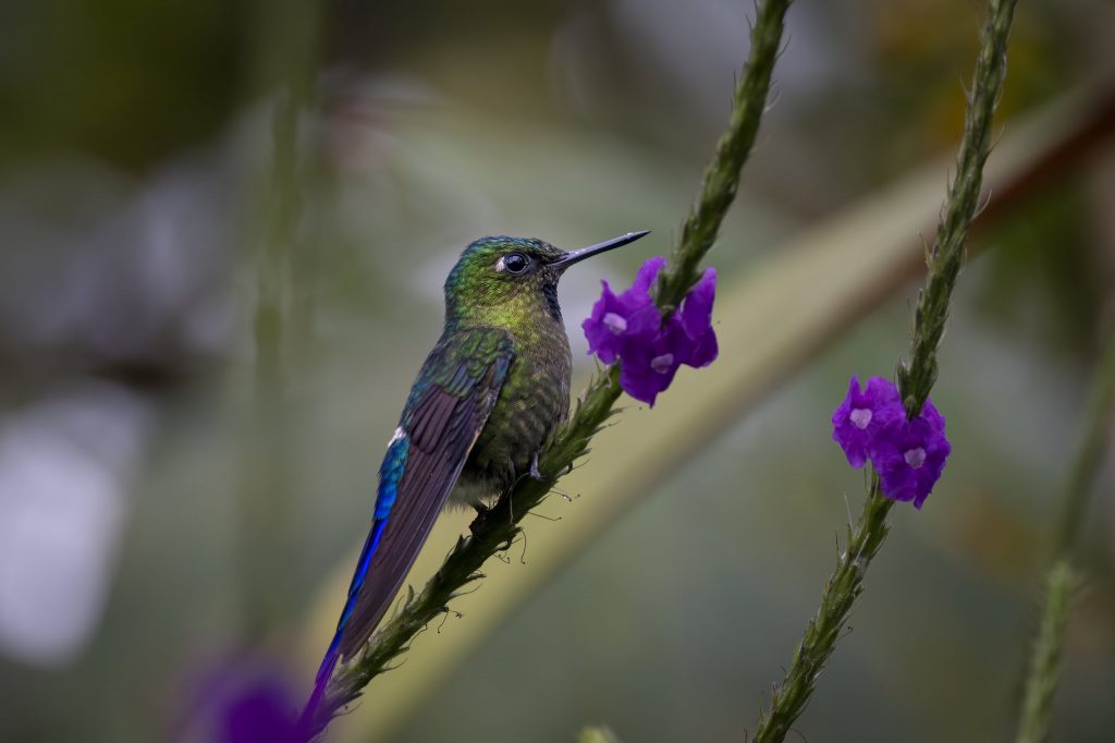 Ecuador_Kolibri_Violet-tailed Sylph