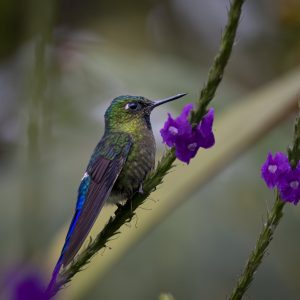 Ecuador_Kolibri_Violet-tailed Sylph