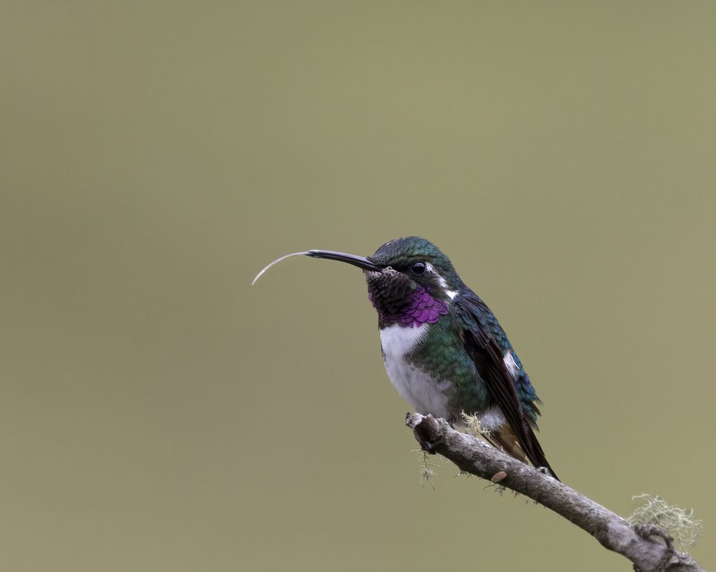 Ecuador_Kolibri White-bellied Woodstar male