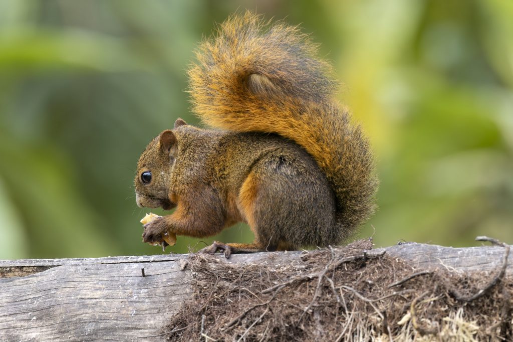 Ecuador_Red-tailed Squirrel