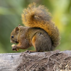 Ecuador_Red-tailed Squirrel