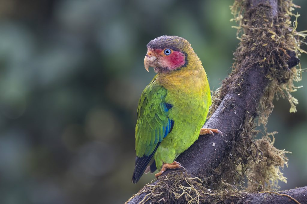 Ecuador_Rose-faced Parrot