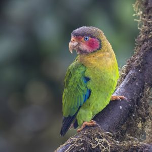 Ecuador_Rose-faced Parrot