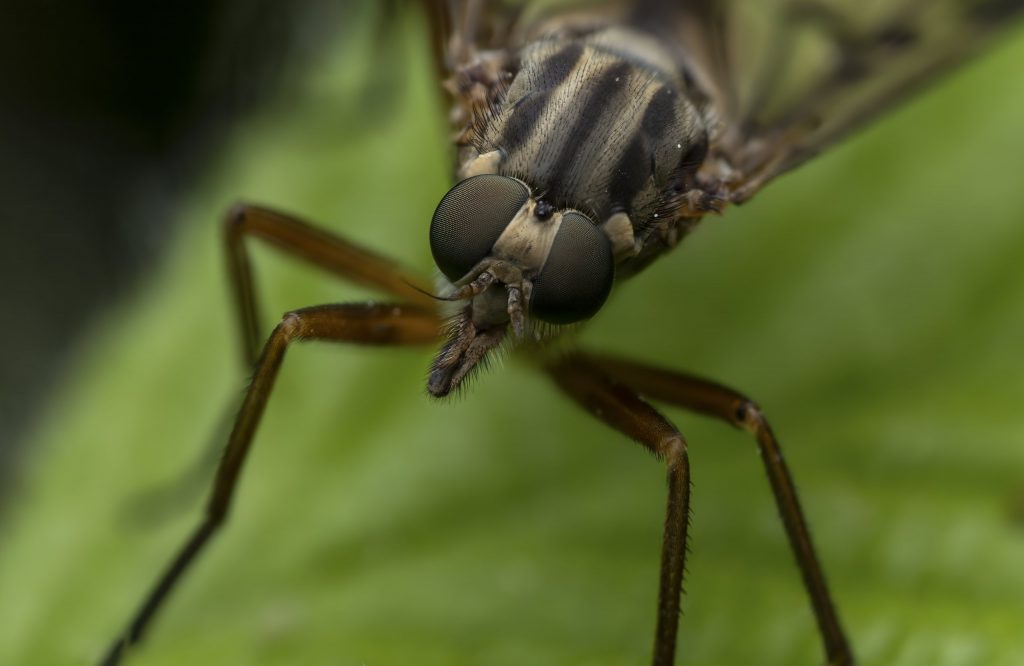 Fliege_Schnepfenfliegen