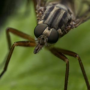 Fliege_Schnepfenfliegen