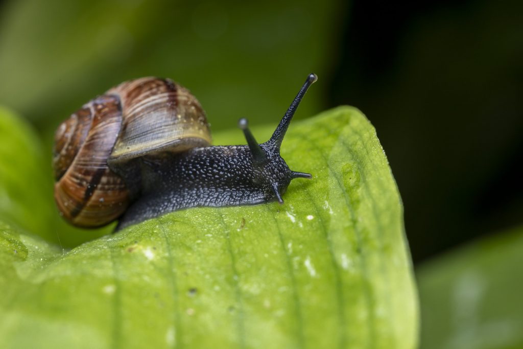 Gefleckte Schnirkelschnecke