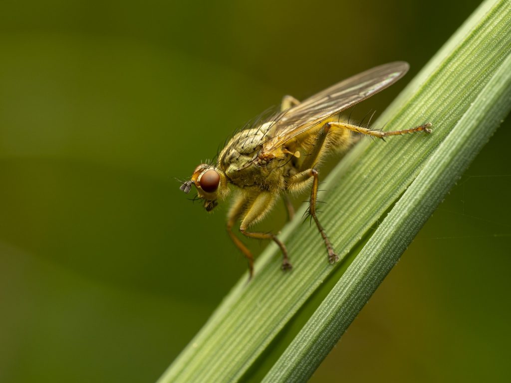 Gelbe Dungfliege