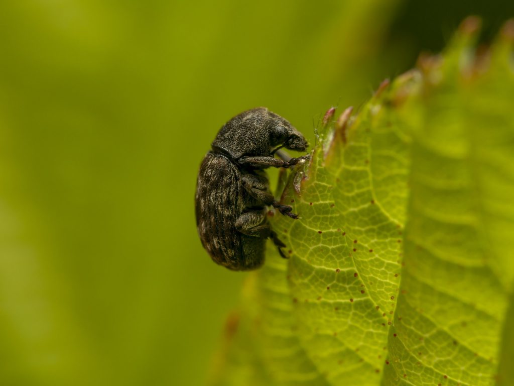 Grauen Schildlaus-Breitrüssler (Anthribus nebulosus)
