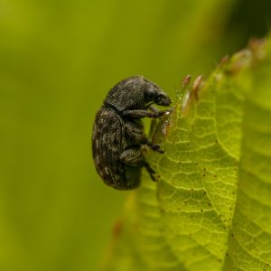Grauen Schildlaus-Breitrüssler (Anthribus nebulosus)