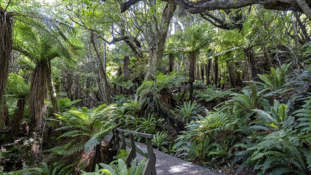 Great Otway Nationalpark in Australien