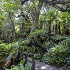 Great Otway Nationalpark in Australien