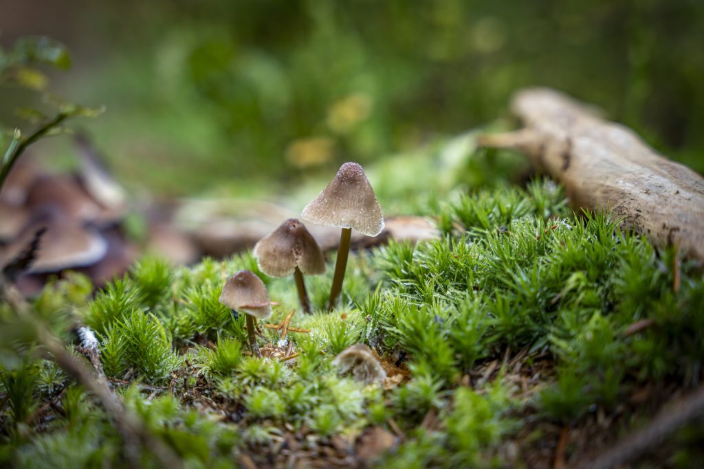 Helmlinge (Mycena)