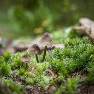 Helmlinge (Mycena)