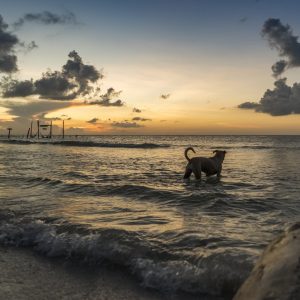 Hund im Wasser in Isla Holbox