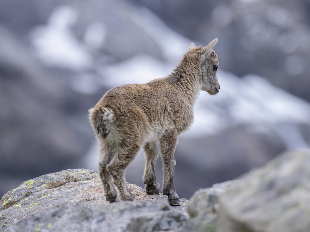 Junger Alpensteinbock