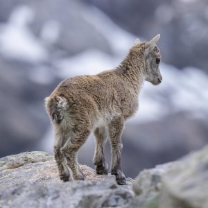 Junger Alpensteinbock