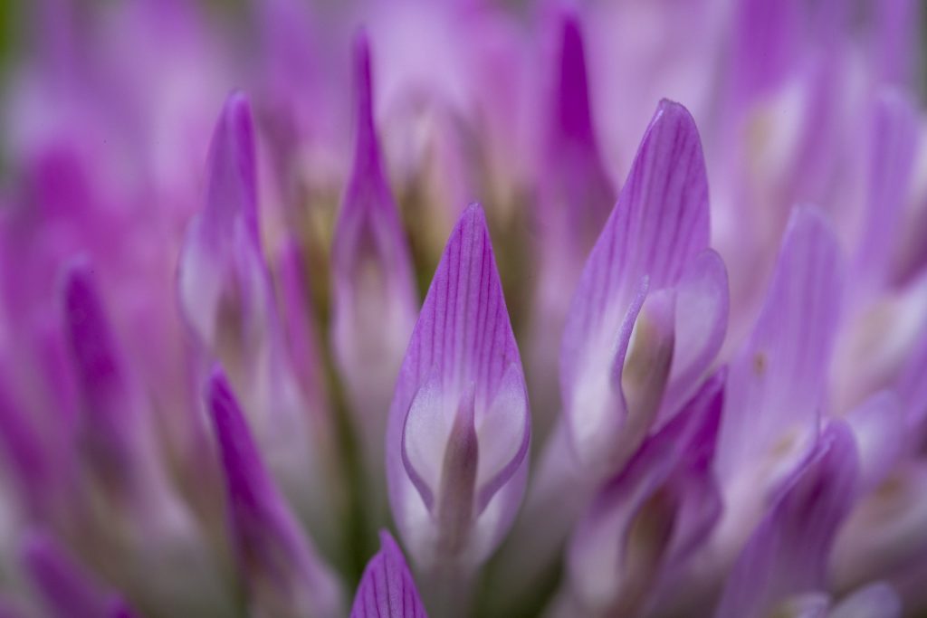 Macro_Klee-Blüte