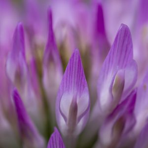 Macro_Klee-Blüte