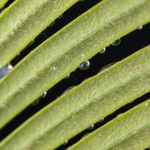 Macro Tropfen auf Pflanze