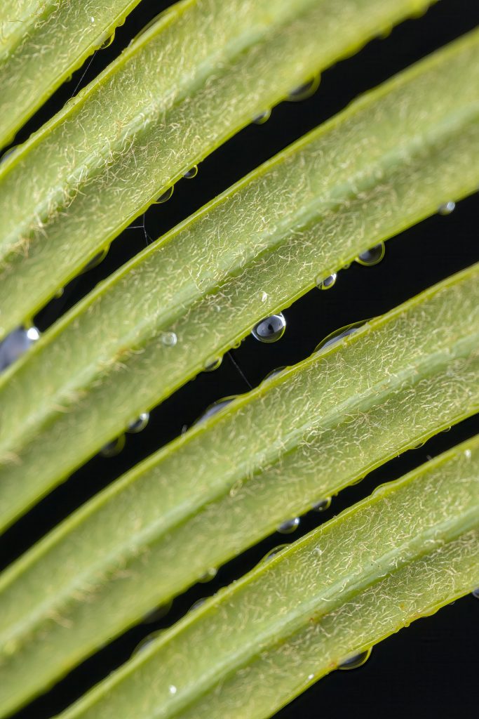 Macro Tropfen auf Pflanze