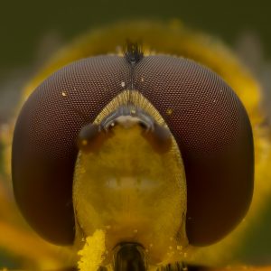 Nahaufnahme Kopf Schwebfliege
