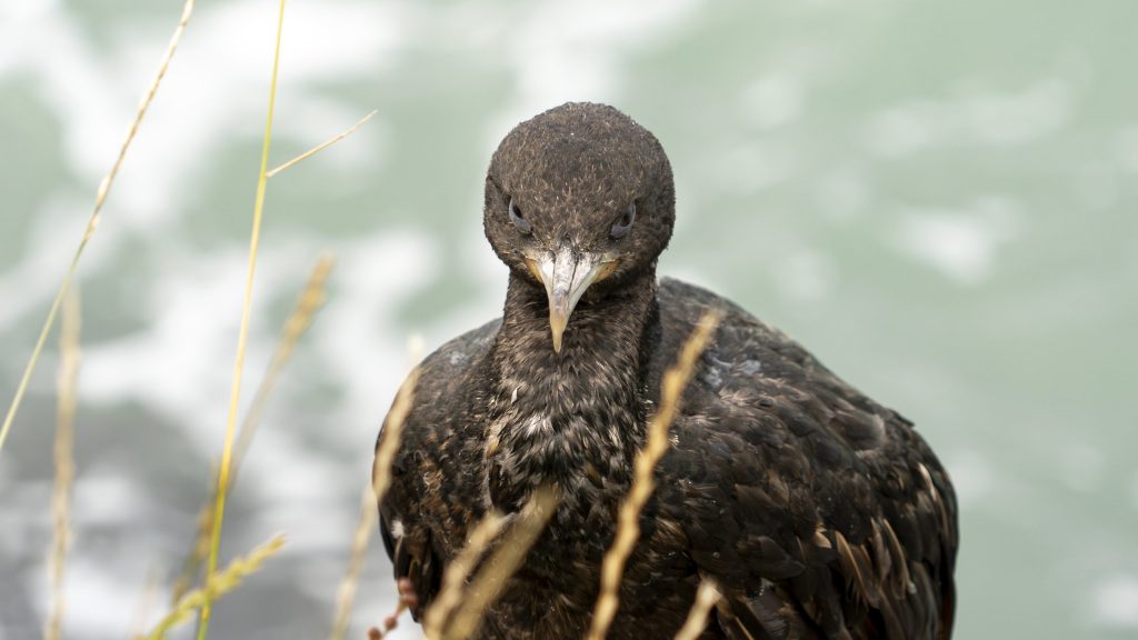 Neuseeland_Kormoran