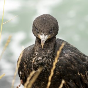 Neuseeland_Kormoran