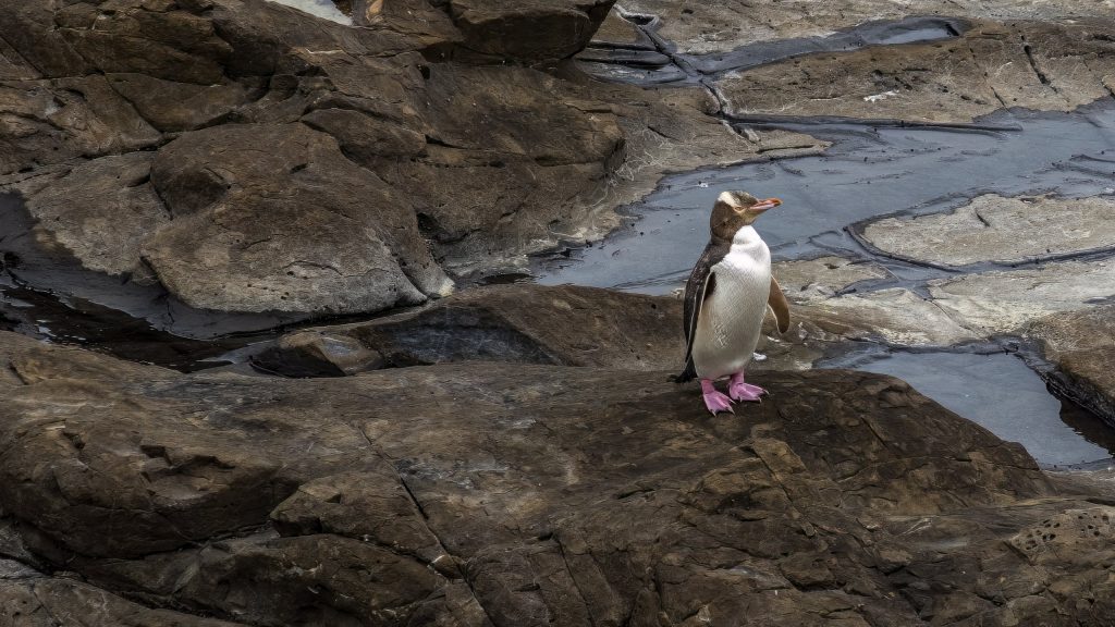 Neuseeland_ Gelbaugenpinguin