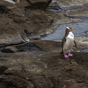 Neuseeland_ Gelbaugenpinguin