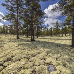 Norwegen_Rentierflechten (Cladonia) und Kiefern (Pinus sylvestris)