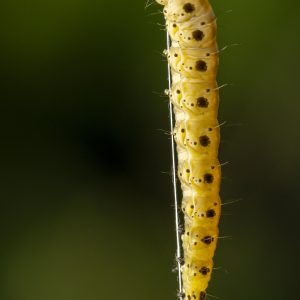 Pfaffenhütchen-Gespinstmotte