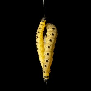 Pfaffenhütchen-Gespinstmotte V1