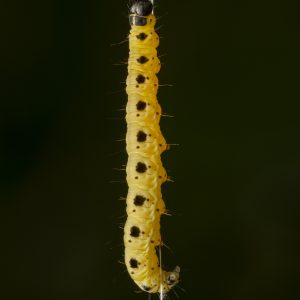 Pfaffenhütchen-Gespinstmotte V2