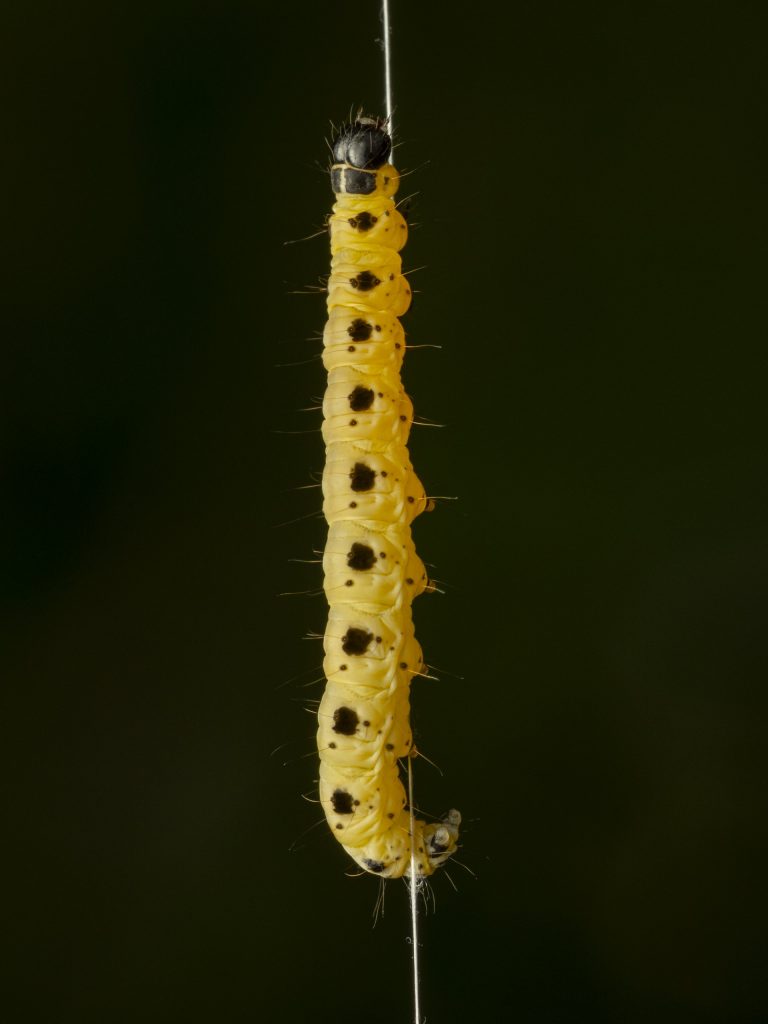Pfaffenhuetchen Gespinstmotte