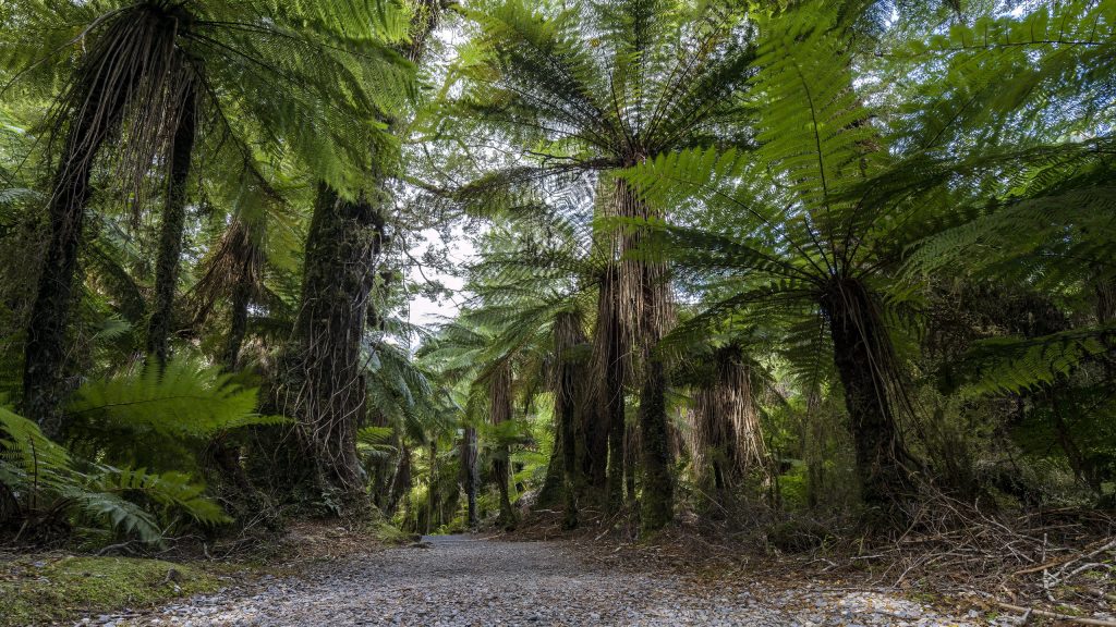 Regenwald Australien