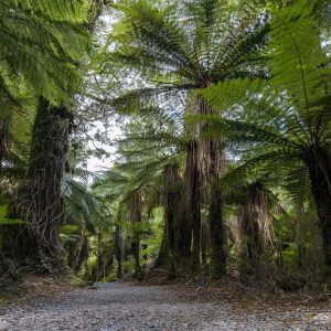 Regenwald Australien