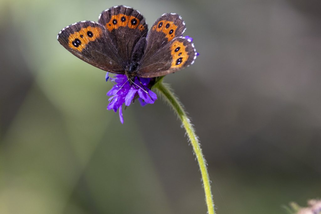 Schmetterling