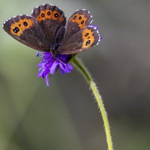 Schmetterling