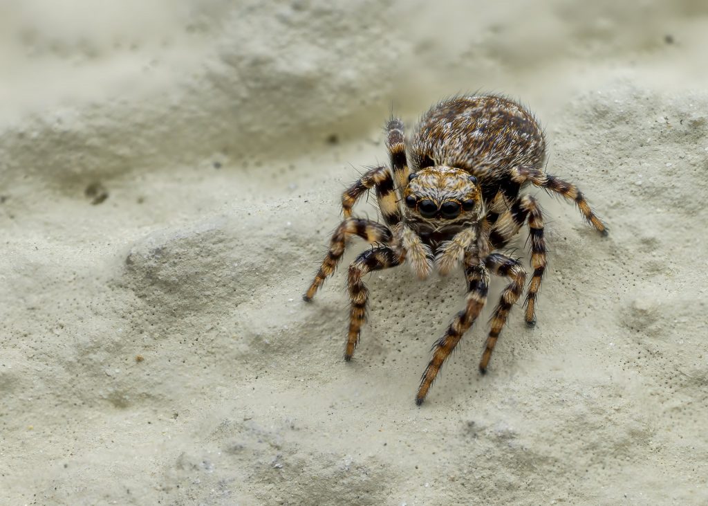 Springspinne Aus Der Gattung Pseudeuophrys