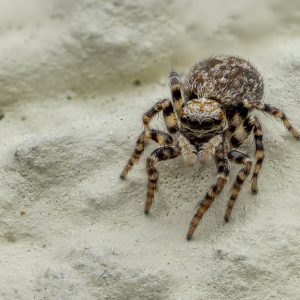 Springspinne aus der Gattung Pseudeuophrys