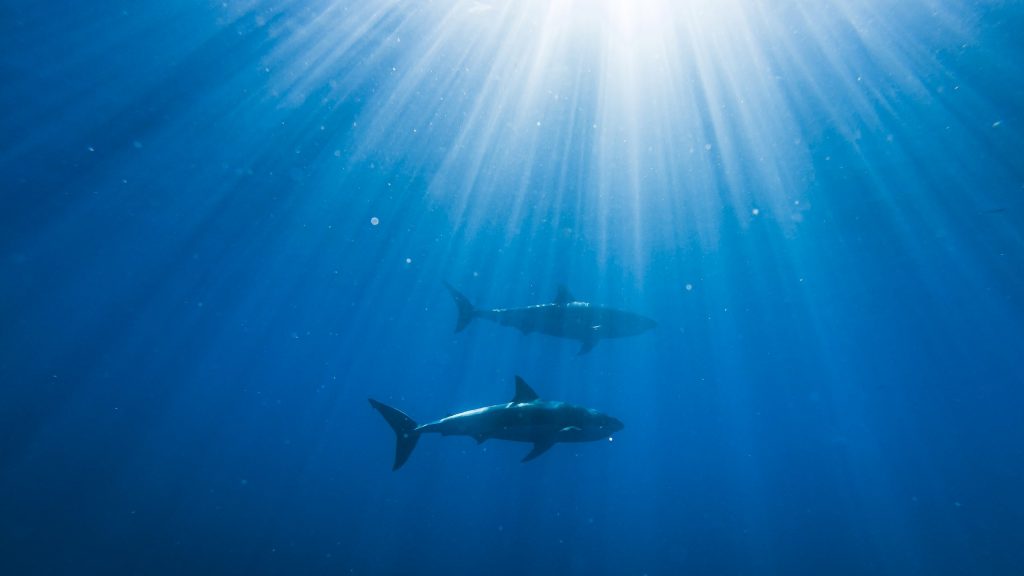 Two White Shark Isla Guadalupe V1