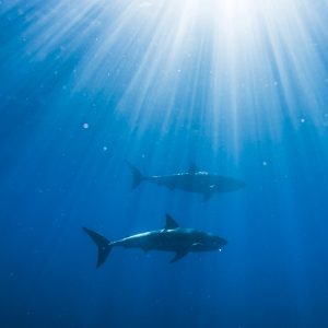 Two White Shark Isla Guadalupe V1