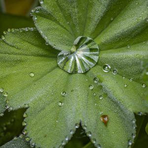 Wassertropfen_Frauenmantel
