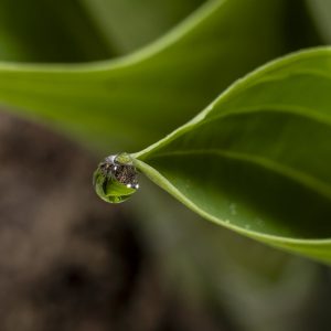 Wassertropfen an einer Blattspitze