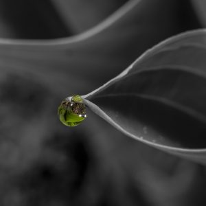 Wassertropfen an einer Blattspitze_b:w