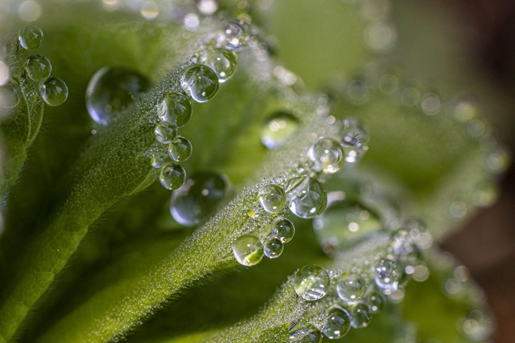 Wassertropfen auf den Blättern eines Frauenmantels