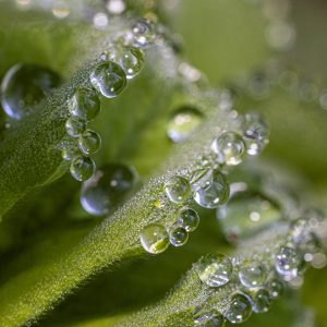 Wassertropfen auf den Blättern eines Frauenmantels